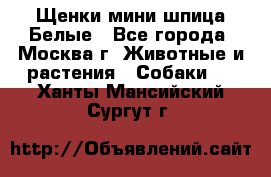 Щенки мини шпица Белые - Все города, Москва г. Животные и растения » Собаки   . Ханты-Мансийский,Сургут г.